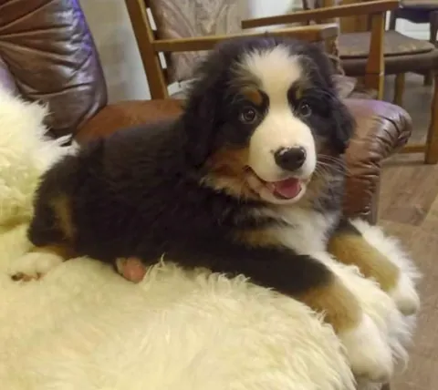 The sweetest pupper in the world!