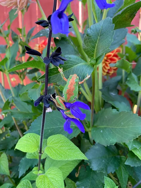 These silly guys have been a highlight of my summer 🐸