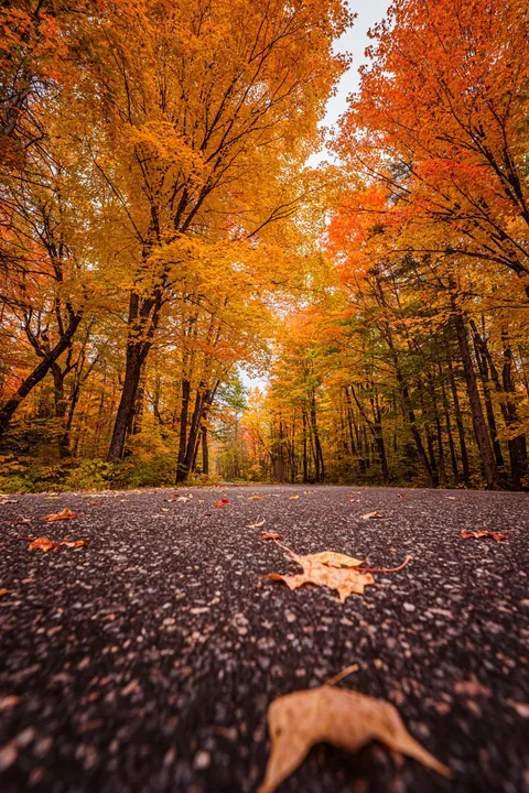 Fall at Algonquin Park