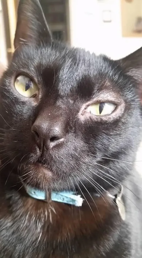 A tribute to my special boy, Blackjack 💔