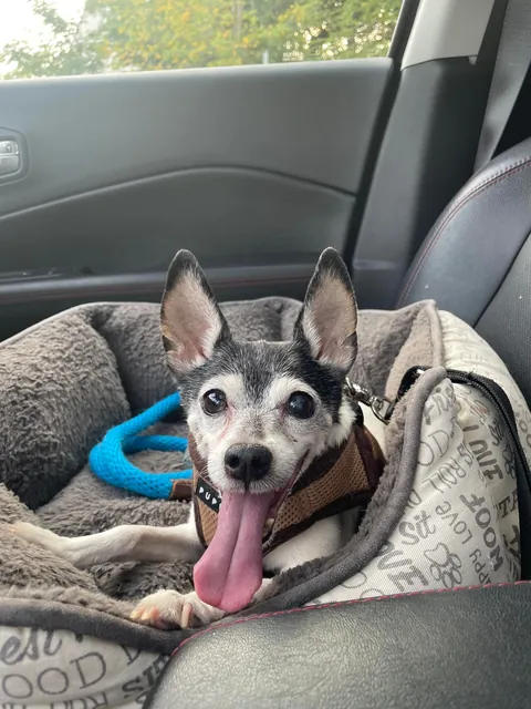 My happy 16-year-old Toy Fox Terrier. Blessed to be able to bring him to work with me everyday and enjoy every moment