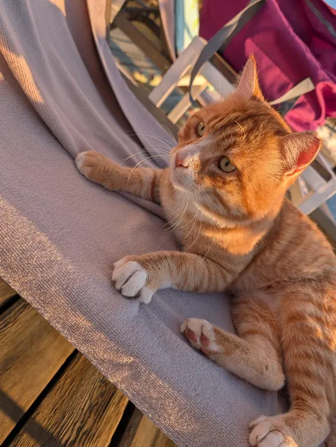 The huge collection of cats I found on my adventure to Turkey😅😊