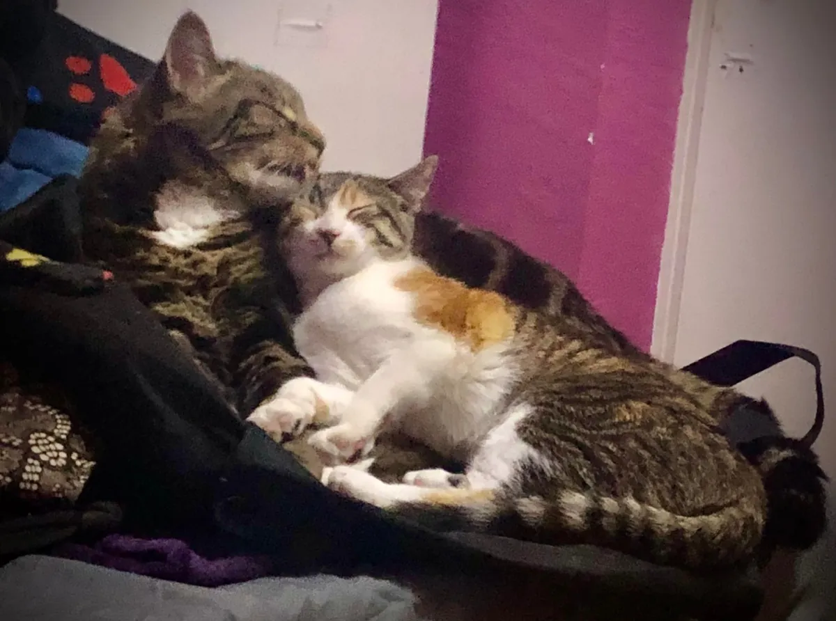 My senior cat has bonded with the new kitten and it’s the most adorable thing