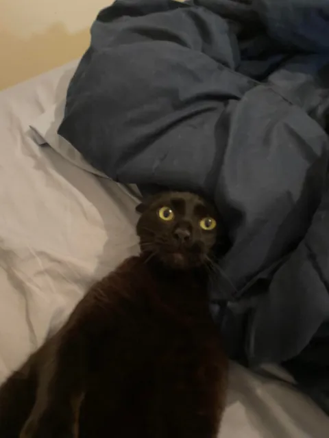 My cat died yesterday, so I wanted to share some of my favorite pictures of him