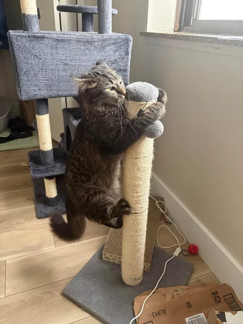 anyone else’s kitty like to scale their scratching post? 😭