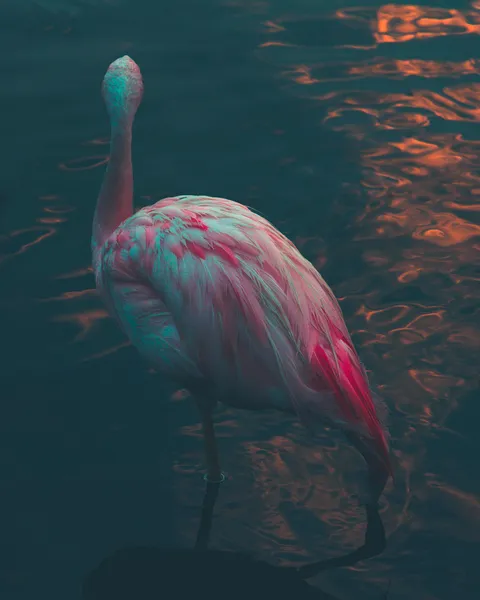 ITAP of a Flamingo