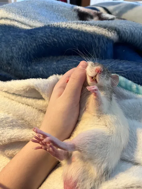 why yes, i am comfortable. Why do you ask?