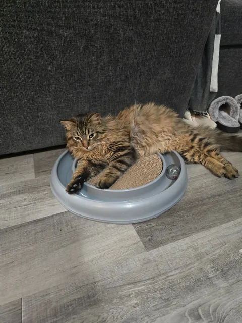 Boyfriend and I finally got our first cat after moving in together. Meet our son, Tobi.