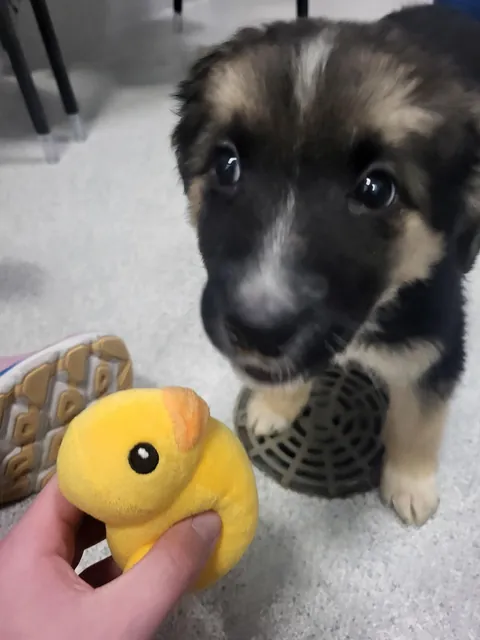 An old picture from when I first got my dog(Jan 2024) and her now