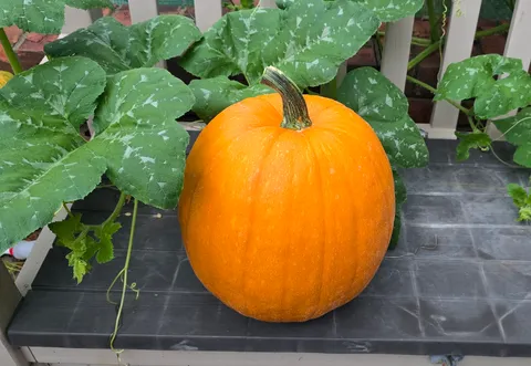 My first successful pumpkin after years of trying
