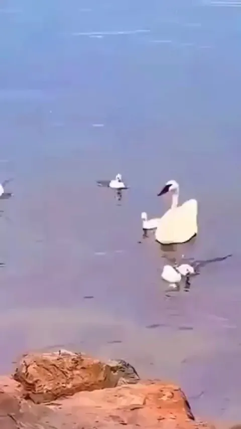 Swan taking out a seagull that was harassing her kids