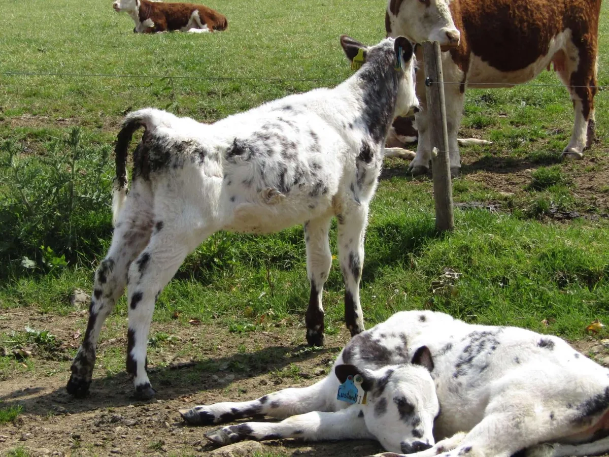 Here are a bunch of pictures of Custard and Cream hanging out with each other! These girls are always together.
