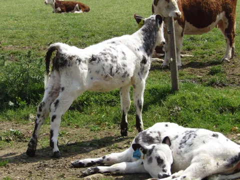 Here are a bunch of pictures of Custard and Cream hanging out with each other! These girls are always together.