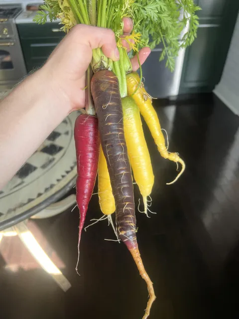 First try growing carrots!
