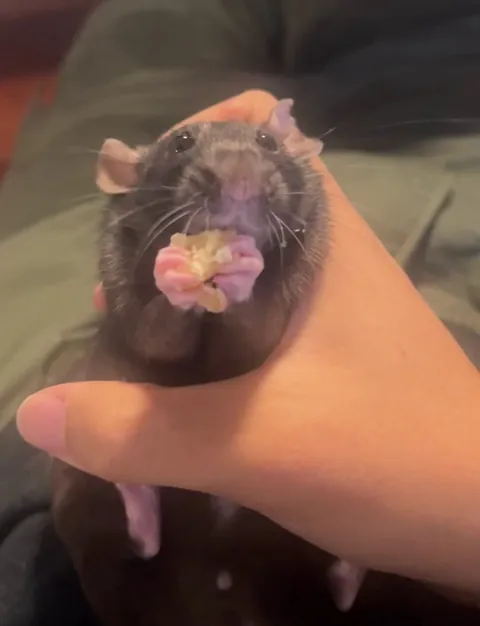 Took a piece of cake right under my nose, leaving a table full of crumbs. Is she guilty?