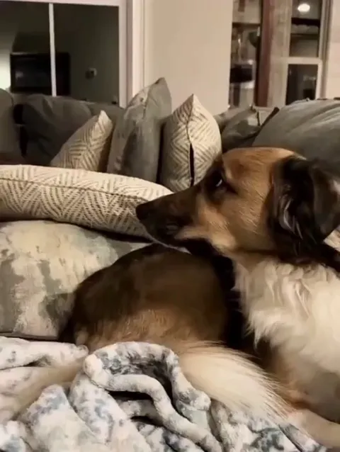 When this man wanted to sleep, his dog decided that he wanted to sleep with his dad too 🤣