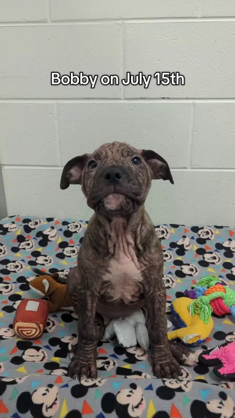 Bobby has had quite the glow-up during his time at the shelter 💙