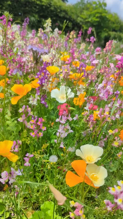 First time making a wildflower meadow and I think the bee's love it