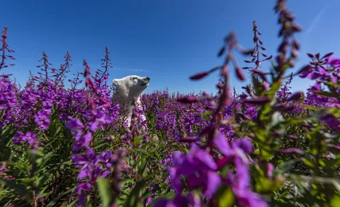 🔥family of Polar Bears among the fireweed