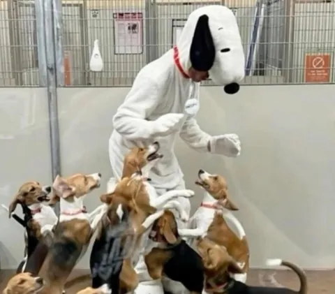 Beagle puppies rescued from a medical testing facility, got to meet Snoopy.