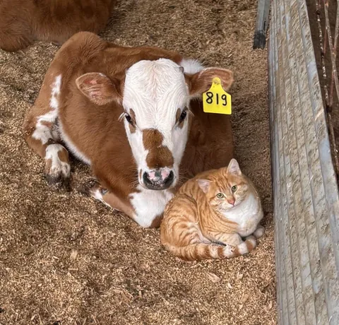 He’s the senior manager of this farm
