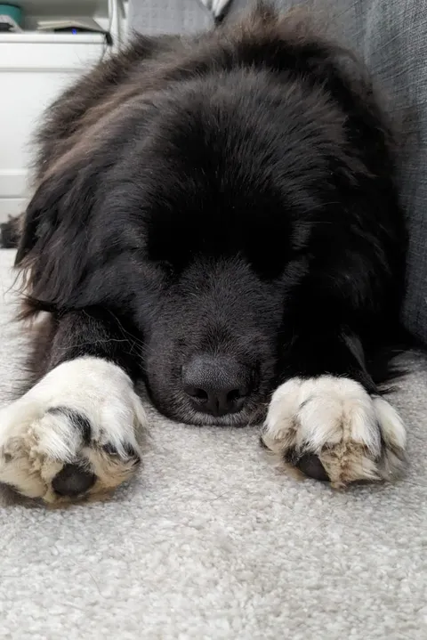 We call her SuperDog