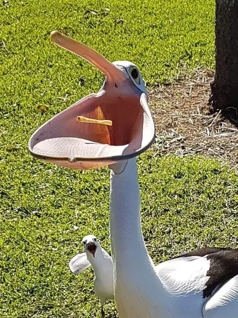PsBattle: A bird catching a french fry