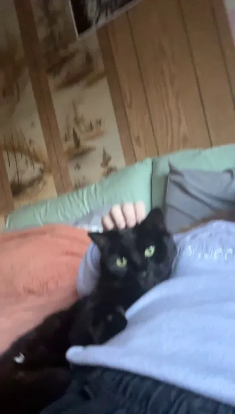 I have been pet sitting my sister’s cat. I want to take her home with me.