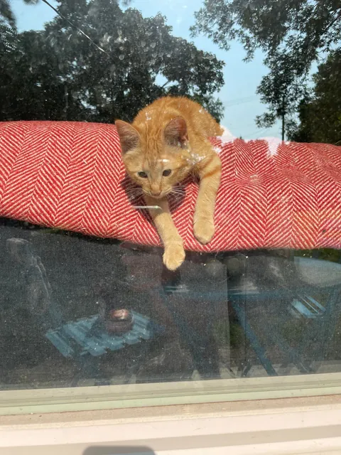 I’ve lost my best friend Link