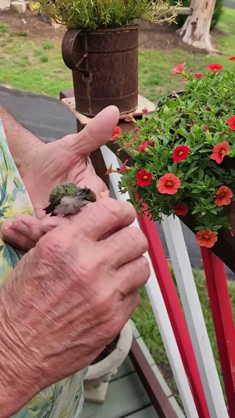 My almost 70-year-old Pops whispering to a baby hummingbird while feeding it after it was too exhausted to fly (OC)