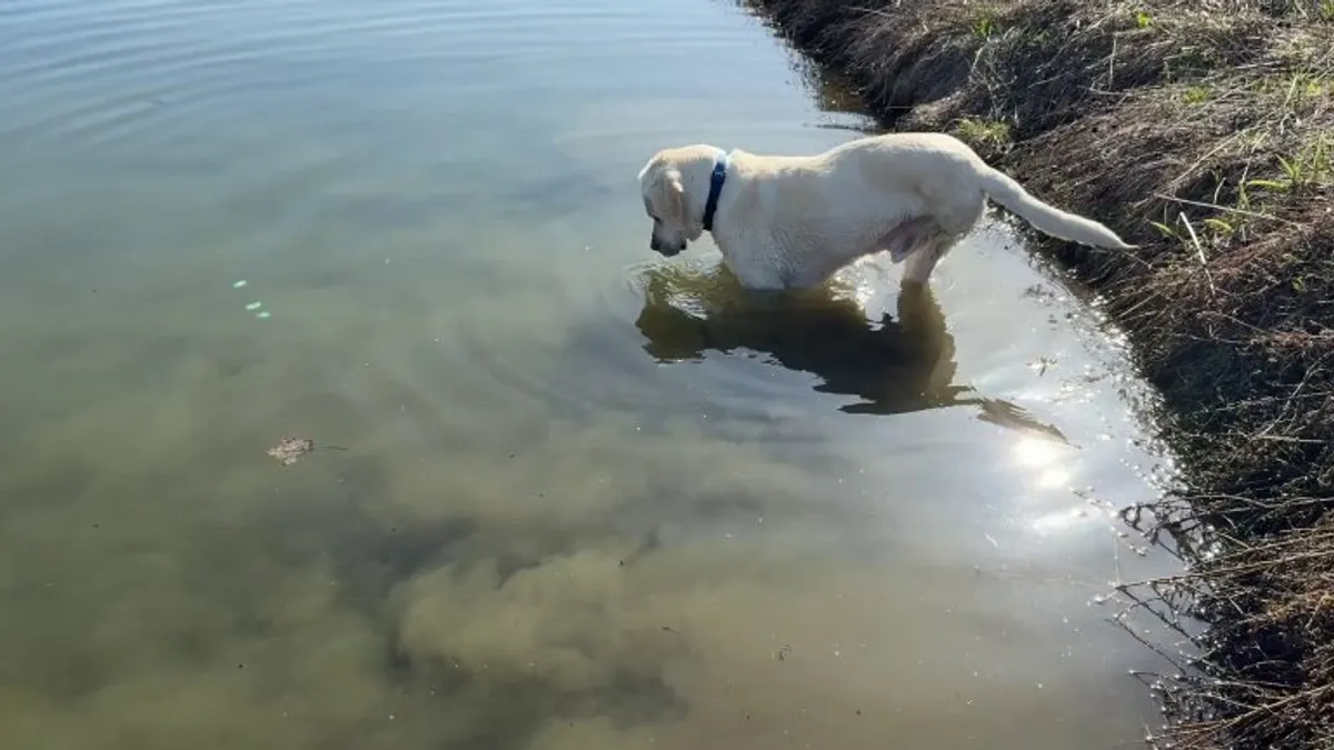 My one eyed, three legged derp heroically defeating empty yogurt container