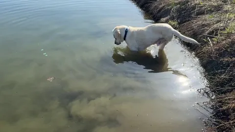 My one eyed, three legged derp heroically defeating empty yogurt container