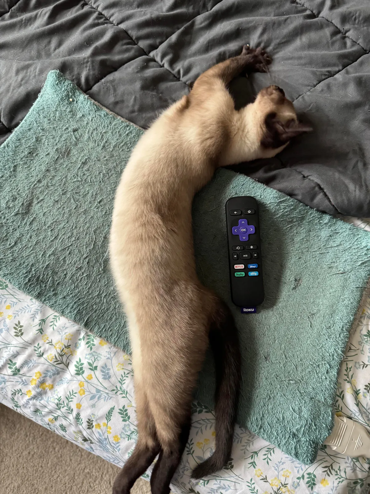 A couple of months ago I rescued a kitten in Mexico. 