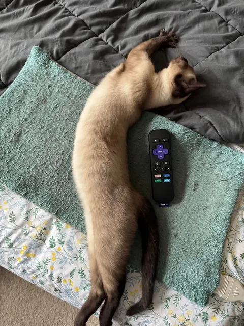 A couple of months ago I rescued a kitten in Mexico. 