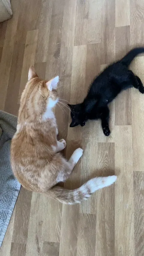 Is he hurting him? Or are they just playing? 