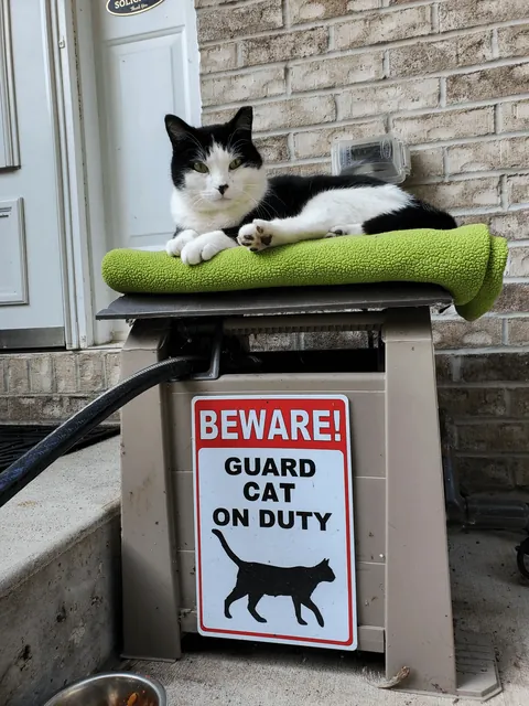 Upgrade for the neighborhood stray