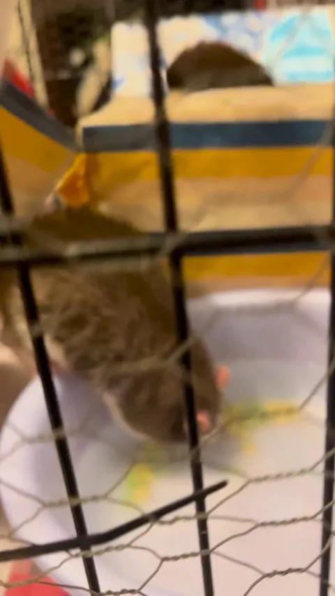 is it okay for rat to be dunking her entire head in water?