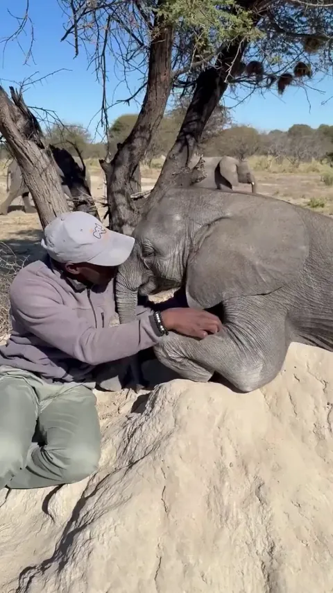 Orphaned elephant, Joy, giving her handler some love