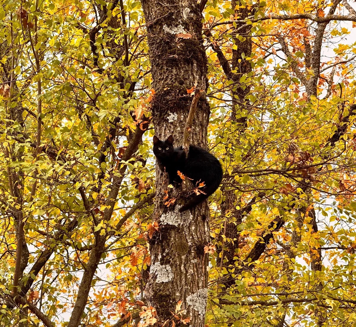What type of squirrel is this?