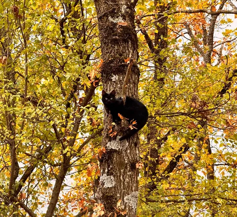 What type of squirrel is this?