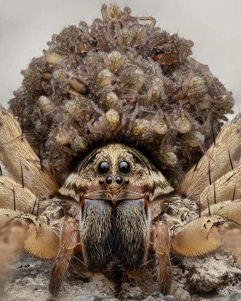 🔥 Wolf spider and her many spiderlings [OC]