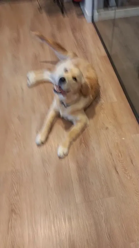 Colleague brought this fantastic guy to the office today. Already looking forward to next friday