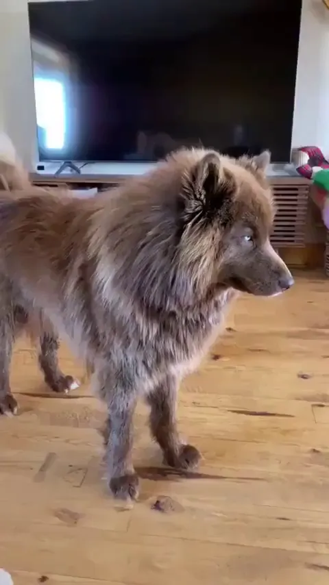 This rare, chocolate brown Siberian Husky is one of the most beautiful dogs.