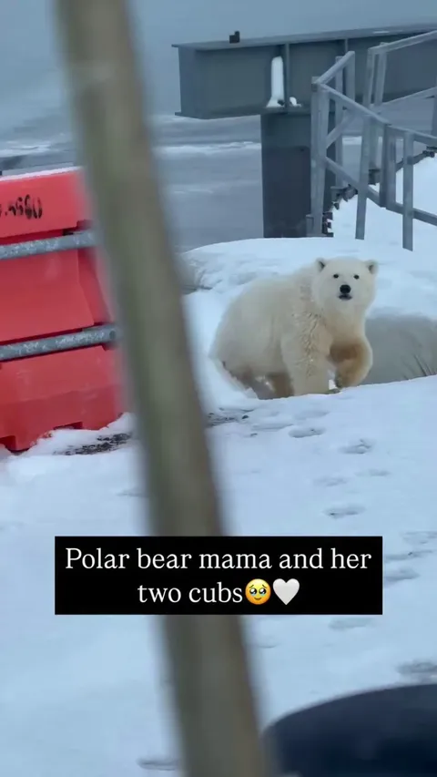 I thought the first one was the mama at first! 😳 -- TheArcticIrishman