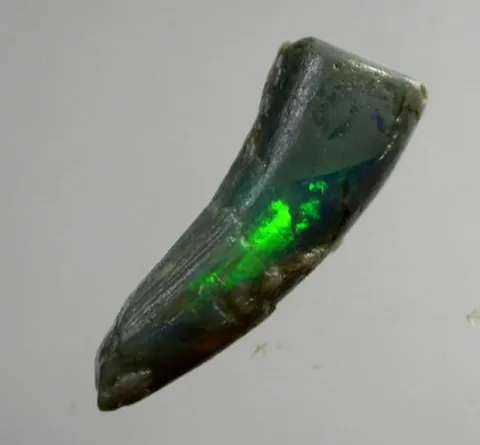 🔥 Opalized Fossils 🔥