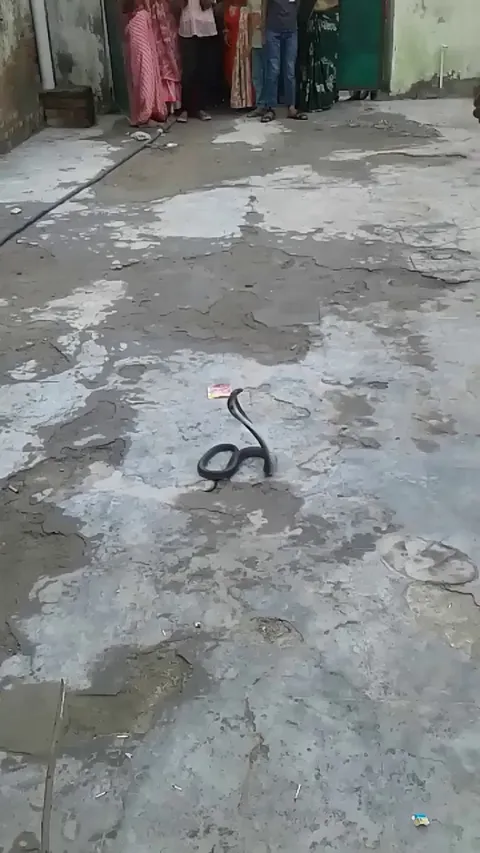 Man catches a snake in a jar