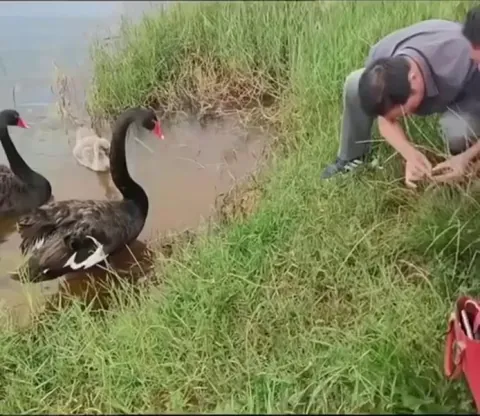They knew he was helping their baby… instead of attacking, they🦢 thanked him.