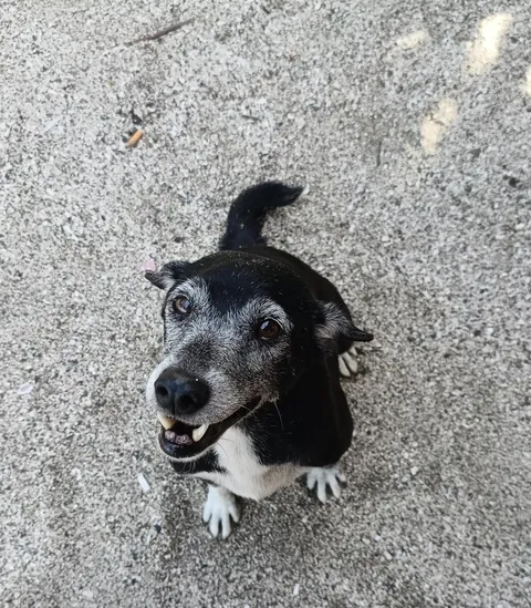 This sweet elderly stray at the beach wanted affection more than food