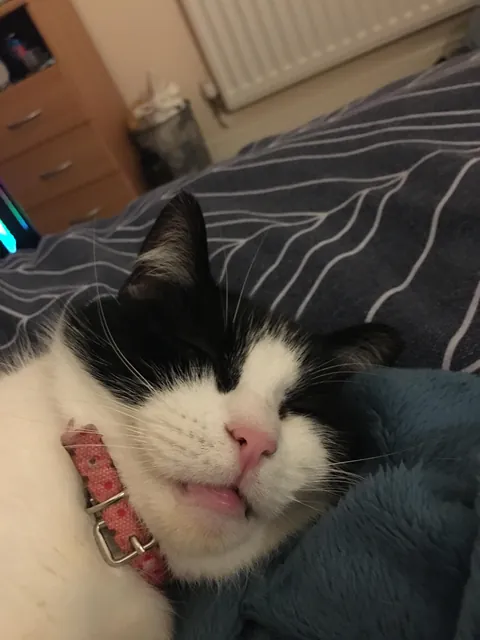 My beautiful Daisy 🌼 passed this morning. These are my favourite photos of her