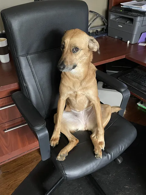 My resident seat stealer